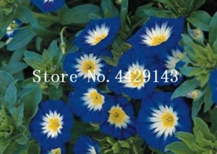JMS 100 Pcs/Bag Rare Starblue Bonsai Garden And Patio Potted Plant Morning Glory Flowers Bonsai