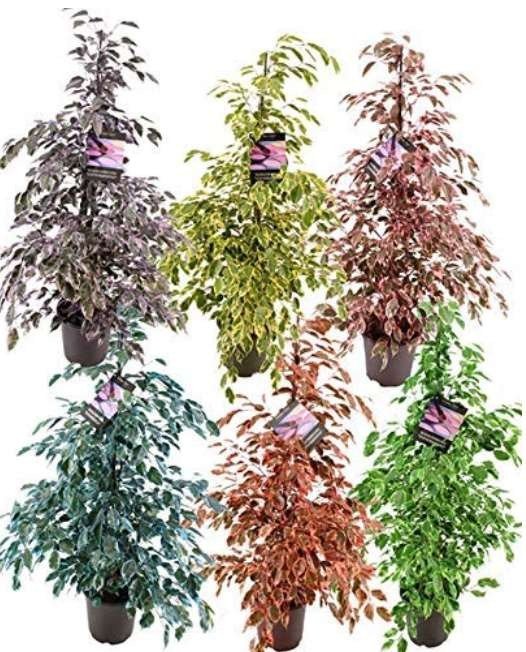 JMS 50 Pcs Chinese Ficus Benjamina Bonsai Tree Plants Flowers Potted Bonsai Variety Complete Diy Hom