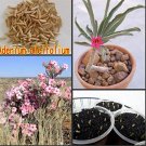 JMS 100% JMS Real Adenium Boehmianum - Adenium Obesum Semillas - Bonsai Desert Rose Flower Plant Sem