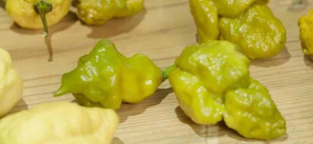 JMS 50 Seeds Pepper X Seeds Seeds