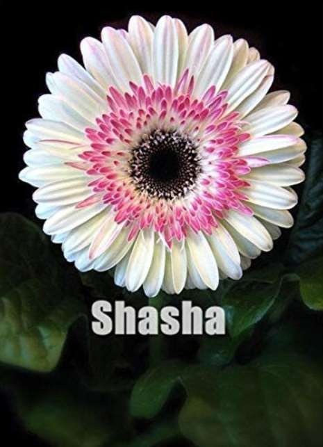 JMS 200 Pcs Lowest Price! Gerbera Daisy Hybrids Mix Flower Plantas Bonsai Plants Easy To Grow For Ho