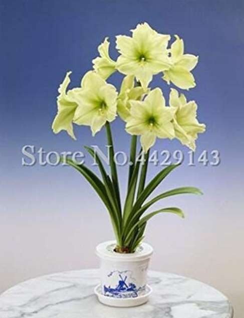 JMS 100Pcs Amaryllis Bonsai Hippeastrum Flower (Not Hippeastrum Bulbs) Perennial Indoor Blooming Pot