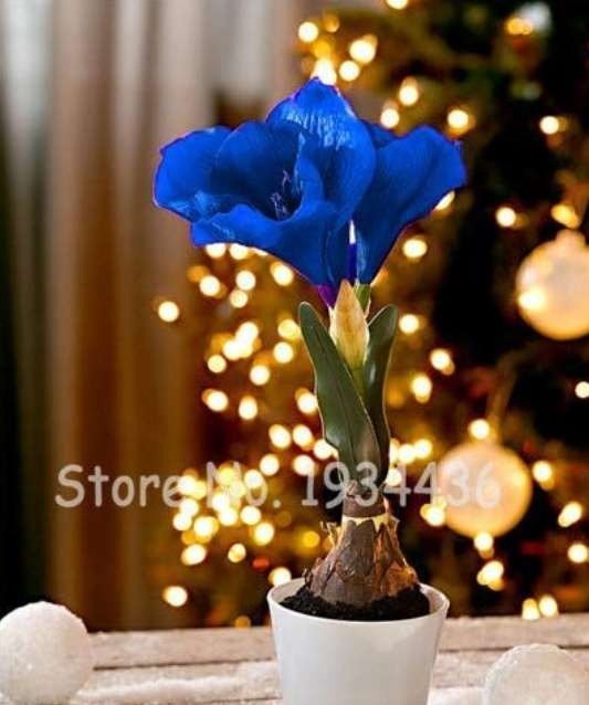 JMS 50 Pcs Multi Color Amaryllis Flower Bonsai Hippeastrum Barbados Lily (Not Bulbs) Flower Pots For