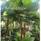 JMS 100 Pcs/Bag Purple Travelers Palm Flores Bonsai, Ravenala Madagascariensis Chinese Fan Palm Plan