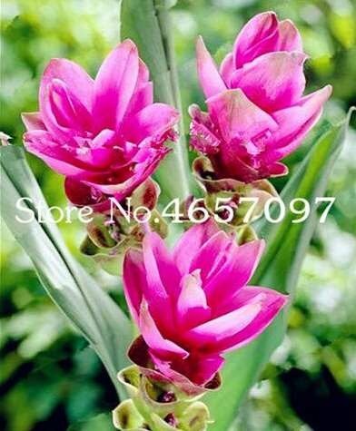 JMS 200 Pcs Colorful New Arrival Curcuma Bonsai Flower Plants Rarest JMS Bonsai Plants Garden Decor 