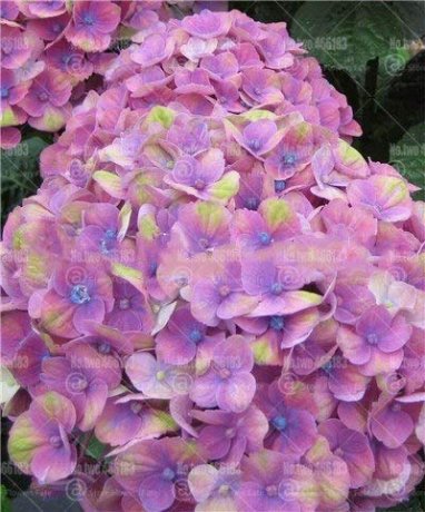JMS 20Pcs Champagne Hydrangea Bonsai Rare Ice Cream Hydrangea Flowers Plantas Perennial Flowering Po