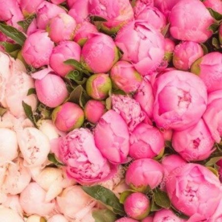 JMS 20Pcs Rare Double Peony Seed Multicolor Perennial Peony Flowers Chinese Paeonia Suffruticosa Pla