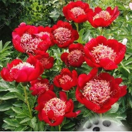 JMS 20Pcs Rare Double Peony Seed Multicolor Perennial Peony Flowers Chinese Paeonia Suffruticosa Pla