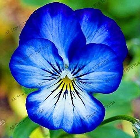JMS 100 Pcs Beautiful Pansy Plant Mix Color Wavy Viola Tricolor Flower Flores Bonsai Potted Home Gar