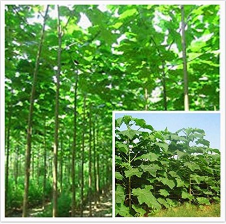 JMS Paulownia Elongata New Forest Tree Bonsai, 200Pcs/Pack Fast Growing Tree