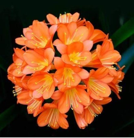 JMS 1Pcs Medium Flower Real Bowl Clivia Pots Bonsai Garden Blooming Plants Happy Farm Hmj-16 - (Colo