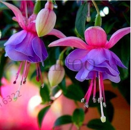 JMS Fuchsia Lanterns/Flower/Flower Bonsai Indoor Balcony Living Room/Begonia Bell Pot Flower Plants 