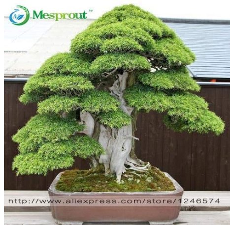 JMS Bonsai 30 Pcs Japanese Red Cedar - Cryptomeria Japonica - Bonsai Tree Evergreen Bonsai Home Gard
