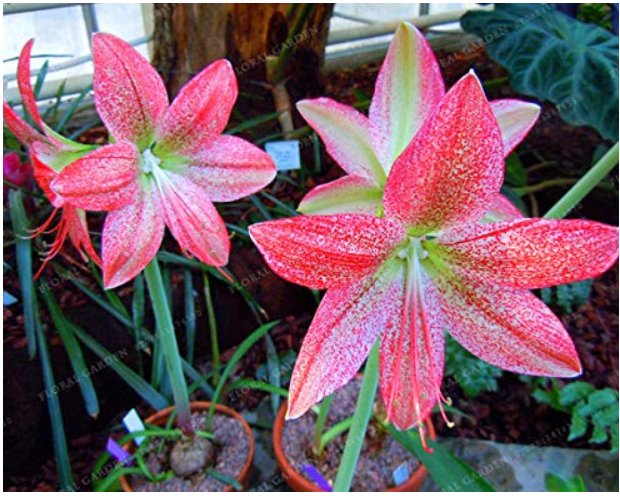 JMS 5 True Amaryllis Bulbs, Papilio Hippeastrum Bulbs, 24 Colors, Bonsai Barbados Lily, Potted Flowe