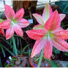JMS 5 True Amaryllis Bulbs, Papilio Hippeastrum Bulbs, 24 Colors, Bonsai Barbados Lily, Potted Flowe
