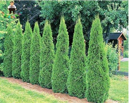 JMS Hot Selling 50Pcs Cypress Trees Bonsai Perennial Courtyard Conifer Bonsais Plantas Natural Growt