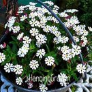 JMS 100 Pcs A Pack New Night Blooming Phlox,Bonsai Plants Home Gardening Flower Pots Balcony Flower 