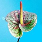 JMS Hot 100 Pcs/Bag Anthurium Andraeanu Bonsai Plants Balcony Potted Anthurium Bonsai Two-Color Flow