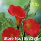 JMS 100Pcs Calla Lily - Zantedeschia Aethiopica Flower Semillas Sementes (Not Bulbs)