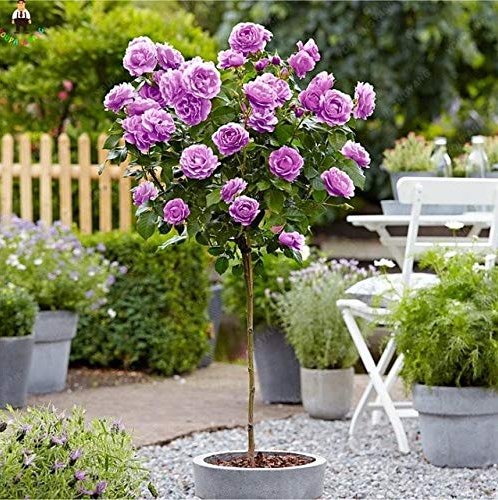 JMS 200Pcs Genuine Osiria Rose Tree Bonsai JMS Rare Rosa Chinese Dendroidal Rose Flower Outdoor Tree