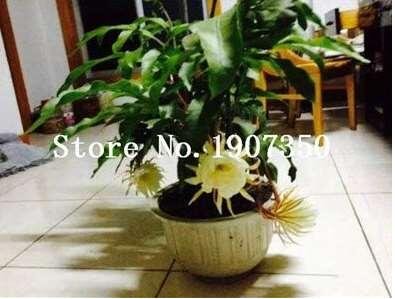 JMS 100 Pcs Epiphyllum Anguliger Fishbone Succulent Zig Zag Cactus Hanging Plant Rare Potted Plant D