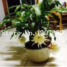 JMS 100 Pcs Epiphyllum Anguliger Fishbone Succulent Zig Zag Cactus Hanging Plant Rare Potted Plant D
