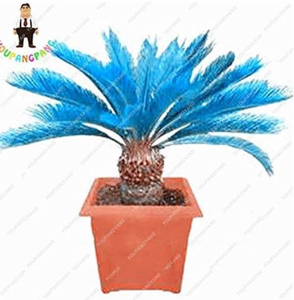 JMS Sago Palm Tree Bonsai, Mini Blue Cycas Bonsai, Bonsai Flowers, Budding Rate 98% Rare Room Potted