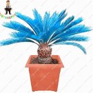 JMS Sago Palm Tree Bonsai, Mini Blue Cycas Bonsai, Bonsai Flowers, Budding Rate 98% Rare Room Potted