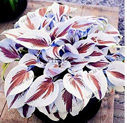 JMS 200Pcs/Pack Hosta Bonsai Perennials Plantain Beautiful Lily Flower White Lace Home Garden Ground