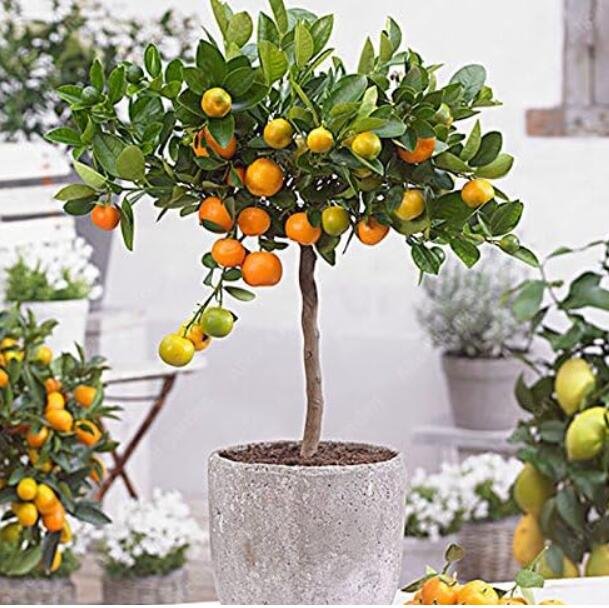 JMS Edible Dwarf Orange Tree, Fruit Mandarin Seed Tree, Citrus Seed Mandarin Orange