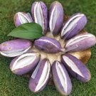JMS 20Pcs Holboellia Latifolia Wall. Fruit Seeds Chines Heirloom Wild Banana Fruits