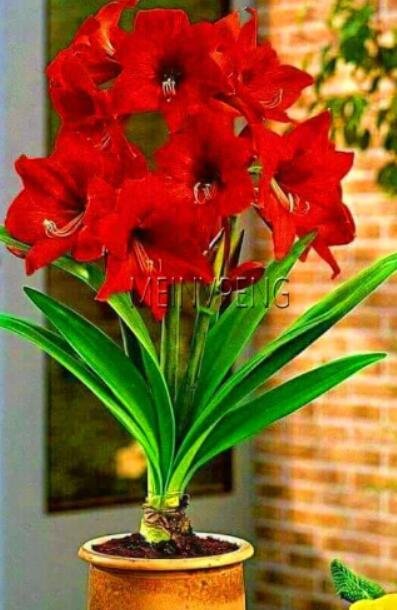 JMS True Amaryllis Bulb, Dark Red Flowers