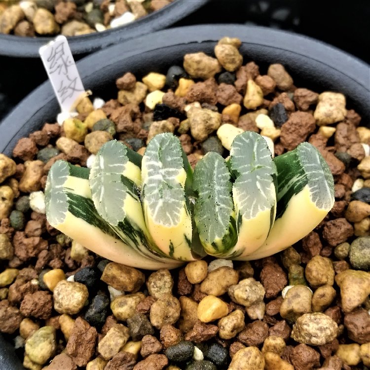 JMS Only 1 Piece Haworthia Truncata Seed New Colorful Succulent Plant Seeds