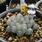 JMS 10Pcs 'Ice Crystal' Bingpo Haworthia Seeds Transparent Succulent Bonsai Plant Seeds