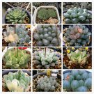 JMS 20Pcs Mixed  Haworthia Seeds (Approx 15 Varieties) Hawor Succulent Bonsai Plants Seeds