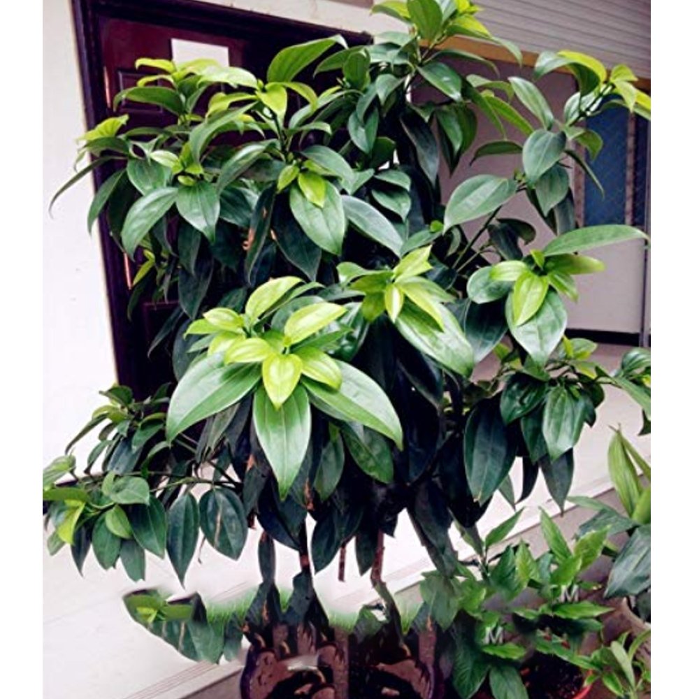 JMS 10Pcs Cinnamomum Kotoense Seeds Foliage Plants