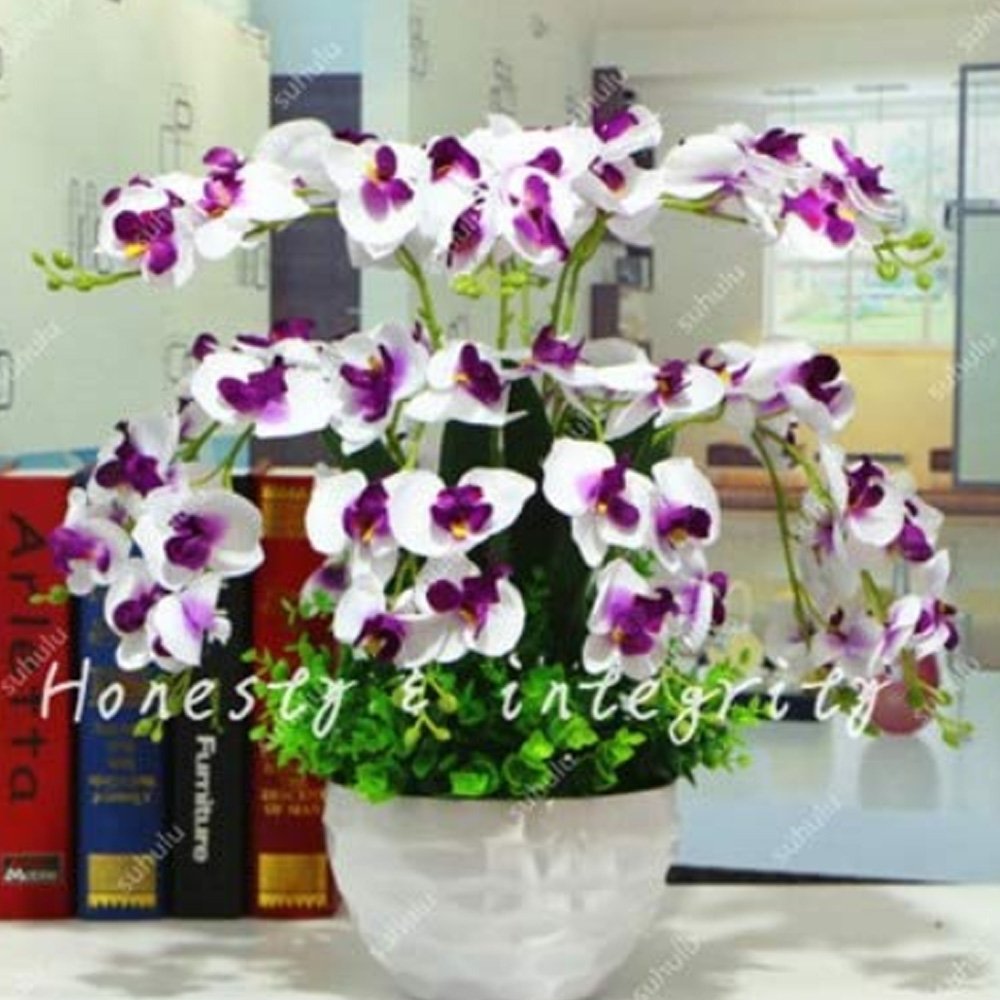 JMS 200Pcs Phalaenopsis Giant Orchid Bonsai Seeds