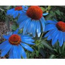 JMS Rare 'Yangko' Light Blue Echinacea Purpurea, 100 Seeds, Big Blooms Blue Petals W/Orange Heart Hy