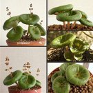 JMS 100Pcs JMS Real Crassula Umbella Semillas Bonsai Succulents Plant Seeds