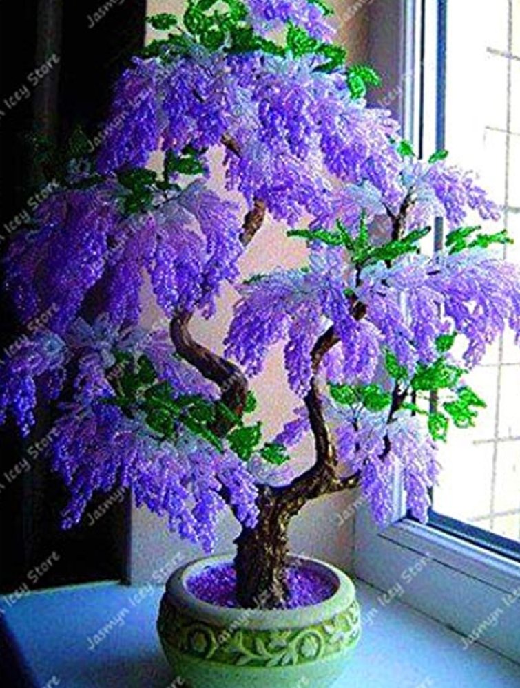 JMS 5Pcs Purple Wisteria Bonsai Tree Seeds