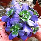 JMS 10Pcs Crassula Capitella Thyrsiflora Seeds Red Pagoda Succulent Bonsai