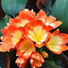JMS 20Pcs Clivia Seeds Colorful Garden Perennial Flowers