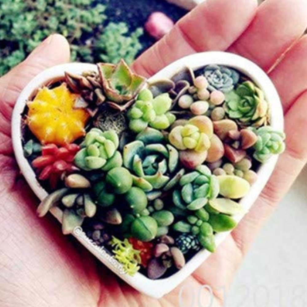 JMS 100Pcs Lithops Bonsai Living Stones Succulent Cactus Organic Garden, Office Desktop Bonsai For I