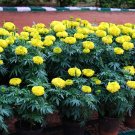 JMS 50Pcs/Lot Bright Yellow Potted Marigold Seeds