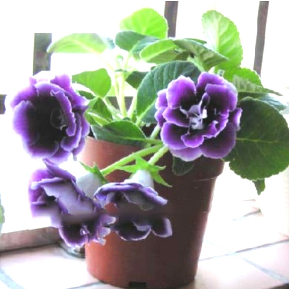 JMS Imported Gloxinia Plant 200 Pcs Perennial Sinningia Gloxinia Home Garden Pot Easy To Grow Rare B