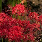 JMS 10Pcs/Lot Lycoris Species Of JMS Bulbs Garden Plants Potted Bonsai Hot Red Bana Bulbs