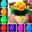 JMS 100Pcs Gorgeous Clivia Seeds (Kaffir Lily), Rare Seeds Plants, Indoor Plant Clivia Miniata Flowe