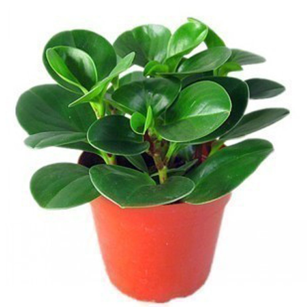 JMS 100Pcs Rare Chinese Rare Peperomia Plant Variety Bonsai Tree Garden Novel Plants Anti-Radiation,