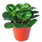 JMS 100Pcs Rare Chinese Rare Peperomia Plant Variety Bonsai Tree Garden Novel Plants Anti-Radiation,
