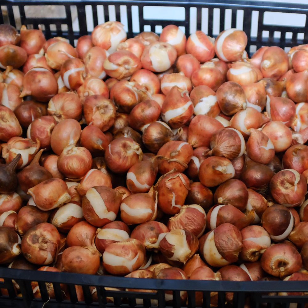 JMS 10Pcs Imported Hydro Tulip Bulbs JMS Garden Bulbs All Season Planting Available
